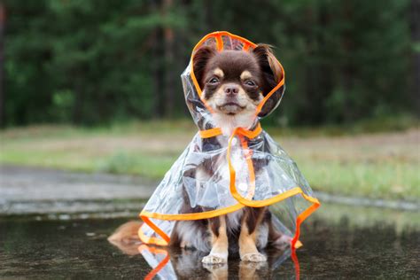 Do Dogs Like Rain Dog Behaviour Mad Paws Blog