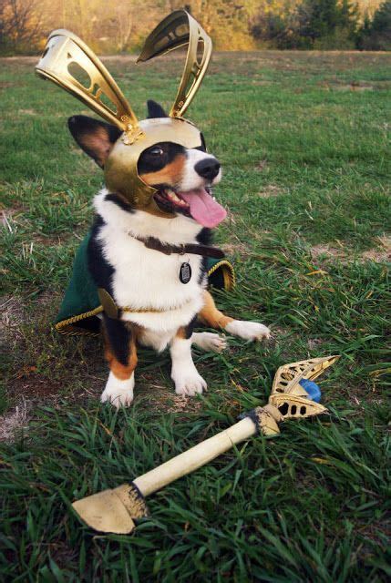 The Daily Corgi Costume Contest Thor The Dog Of Mischief In 2020