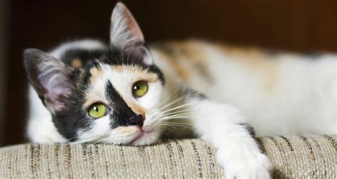 How much does it cost to get a cat? How Much Does It Cost to Cremate a Cat?