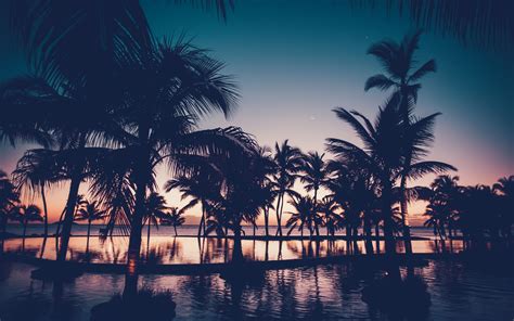 Palm Trees Reflection Sky Hd Wallpapers Wallpaper Cave
