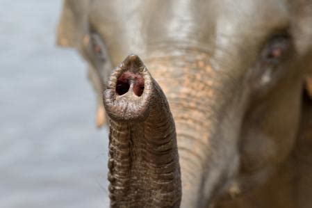 Descubren el secreto que hace más útil a la trompa de los elefantes