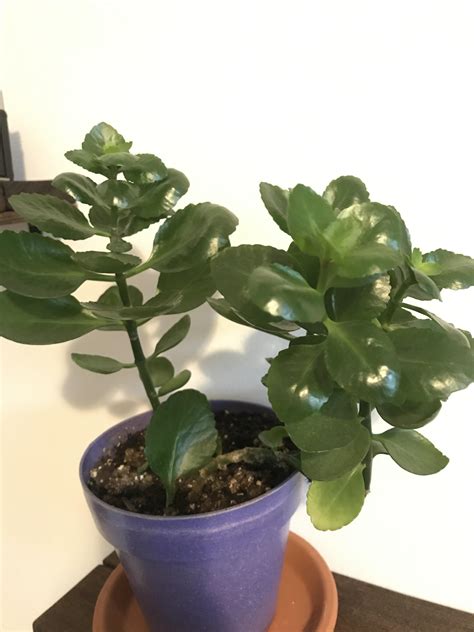 Waxy Thick Leaves With Ridged Edges Almost Seems Succulent What Plant