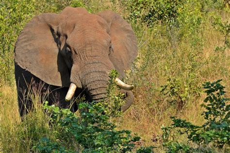 African Bush Elephant Loxodonta Africana Stock Photo Image Of