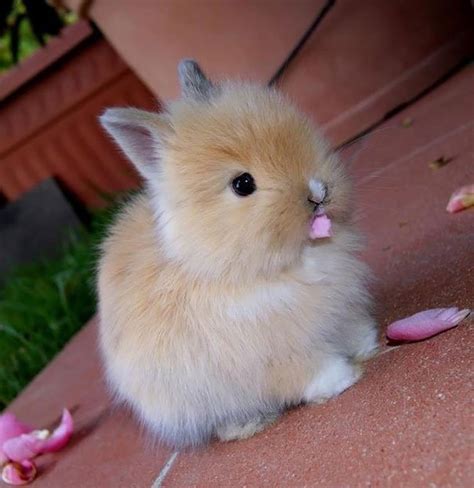 13 Amazing And Cute Pics Of Bunnies Reckon Talk