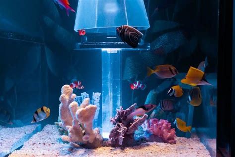 cool luxurious furnitureland south fish tank bed reviews fish tank