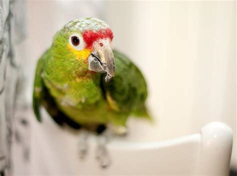 How To Tell If Your Parrot Is Sick 7 Steps
