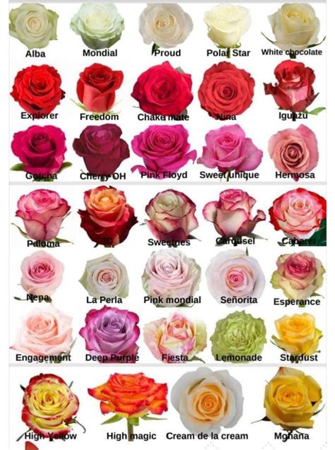 Many Different Types Of Roses Are Shown In This Image With The Names