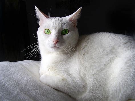 White Cat Green Eyes Photograph By Donna Hickerson