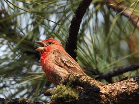 Red Headed Birds In Pennsylvania