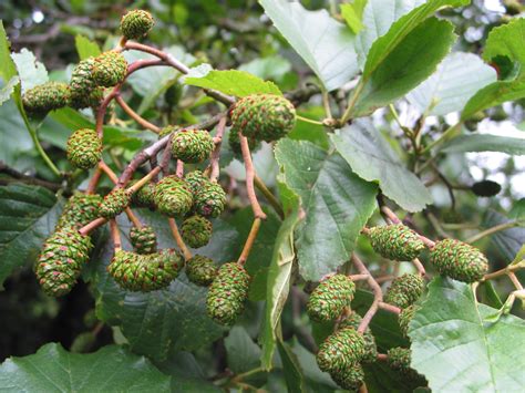Grow Alder Trees From Seed Its Easy A Guide From Tcv