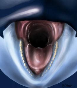 The site was created in 2005 by alkora as an alternative to various art community sites such as sheezyart and deviantart. g4 :: Ostentatious Orca Oral Orifice by Dolorcin