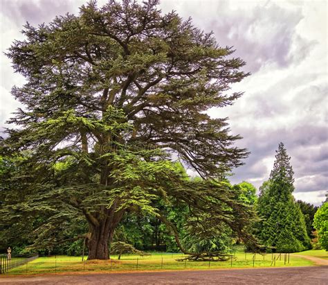 Big Old Cedar Tree Park Audley End House Stock Photos Free And Royalty