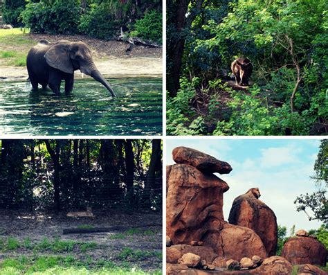 A First Timers Impression Of Disneys Animal Kingdom Buddy The