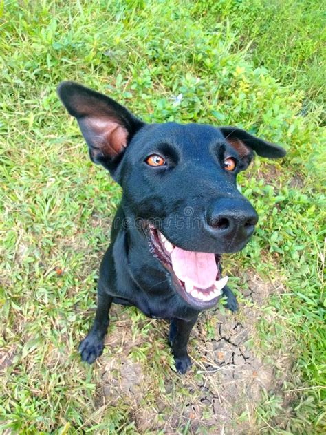 Happy Black Doggo Stock Photo Image Of Hound Retriever 222749014