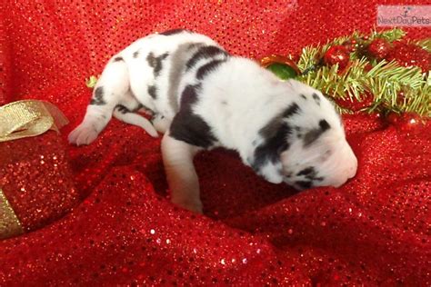 Browse cute pups for sale listed near you. Great Dane puppy for sale near Quad Cities, Iowa ...