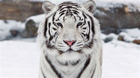 73 White Bengal Tiger Wallpaper Wallpapersafari