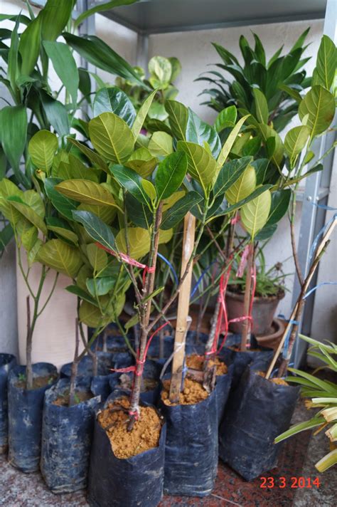 Naye grafting tape for fruit trees,3 pcs stretchable floristry film,3 color with various elasticity,plants repair budding tape. Experimental Farming: Approach Grafting & Stone Grafting.