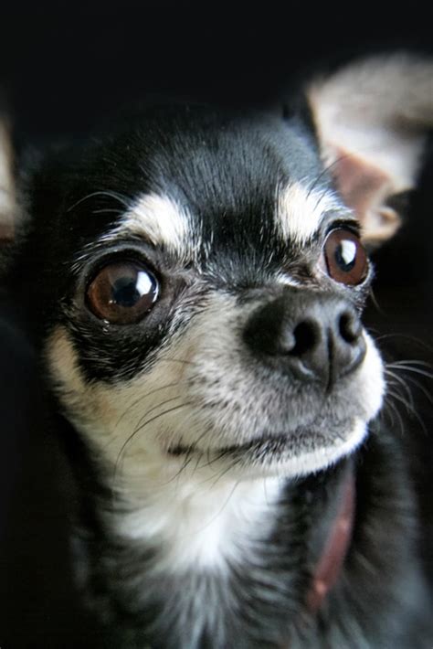 Portrait Of A Cute Black And White Chihuahua Chihuahua Black