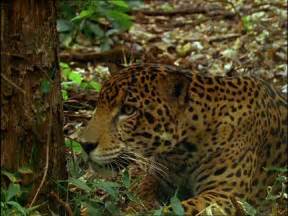 Tropical rainforests are an important ecosystem with distinct characteristics and adaptations. Jaguar / Rainforest / Central America SD Stock Video ...