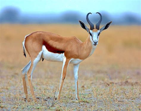Antelope Wallpapers High Quality Download Free