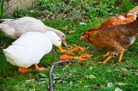 Why Are My Ducks Attacking My Chickens