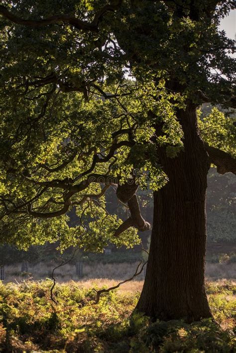 Beautiful Acorn Oak Tree In Forest Landscape Stock Image Image Of