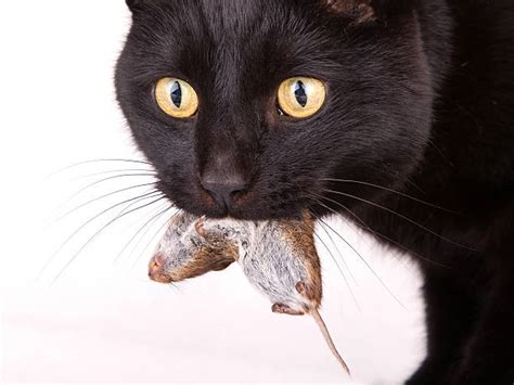 Cat With Mouse In Mouth Stock Photos Pictures And Royalty Free Images