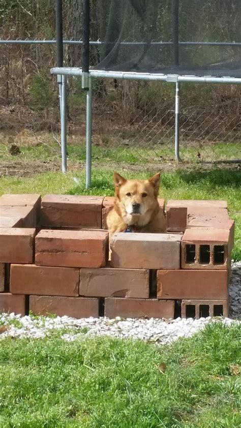 I Guess My Firepit Is A Dog Fort Now Funny Animal Pictures Cute Funny