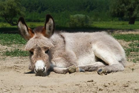 Baby Donkey Laying On The Field Stock Image Image Of Grass Domestic