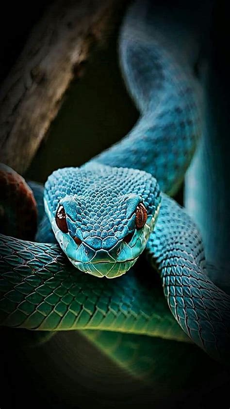 Blue Snake Wallpaper