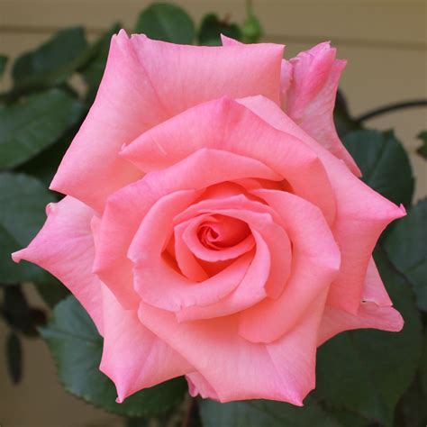 Single Rose Pink Flowers Rose Single Rose
