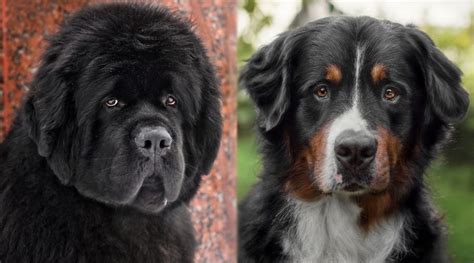 79 Newfoundland Dog Mixed With A Bernese Mountain Dog Pic