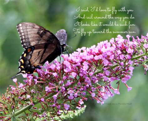 Spiritual Butterfly Poems And Quotes Quotesgram