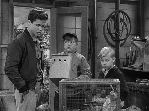 Find where to watch full episodes of leave it to beaver. Leave it to Beaver: Picture Episode List - Sitcoms Online Message Boards - Forums