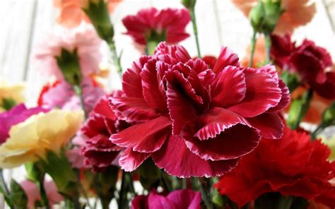 Flower Homes Carnations Flowers