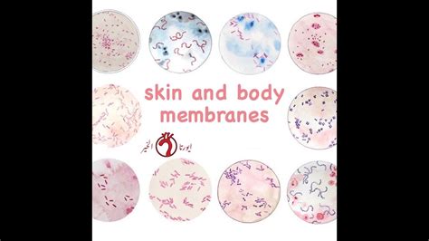 Histology Skin And Body Membranes Youtube