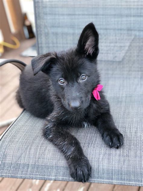 This Cute German Shepherd Puppy Is All Black She Is Adorable