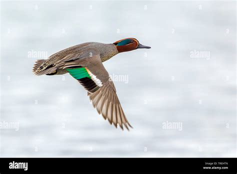 Teal Anas Crecca Flying Flight Duck Hi Res Stock Photography And Images