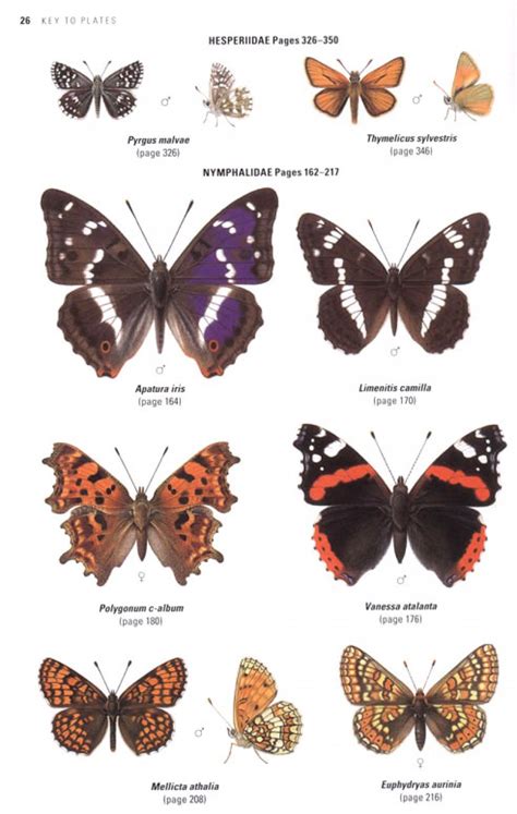Collins Butterfly Guide Tom Tolman Richard Lewington Nhbs
