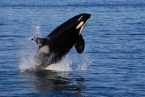 Black Death How Coal Exports Threaten Orcas The National Wildlife