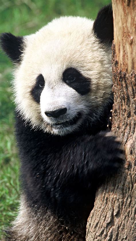 Its striking coat of black and white, combined with a bulky body and round face, gives it a captivating appearance that has endeared it to people worldwide. Großer Panda - WWF Junior