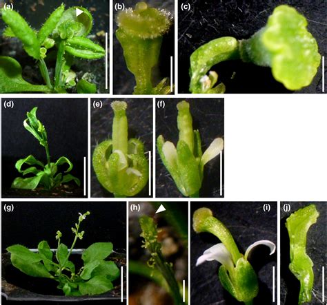 Synergistic Action Of Gcn5 And Clavata1 In The Regulation Of Gynoecium