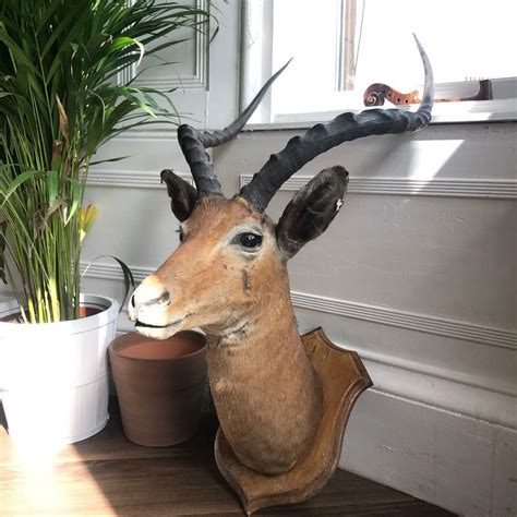 Antique Impala African Antelope Head Taxidermy In East End Glasgow
