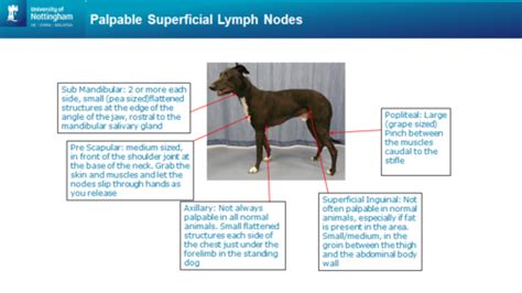 Palpation Of Lymph Nodes And Imaging Of Spleen Flashcards Quizlet