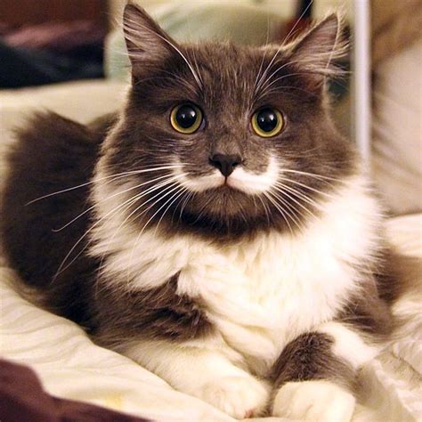 20 Of The Most Famous Cats On The Internet Bored Panda