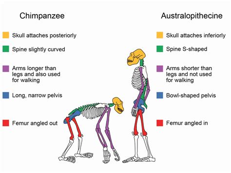 Fig 8 9 Chimp Skeletons 1200×900 Chimpanzee