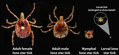 Figures Figure 1 Male And Female Adult Lone Star Tick Amblyomma