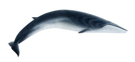 Fin Whale Animal Wildlife