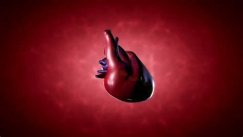 3d Animated Human Heart With Coronary Blood Vessels Atrium Ventricles