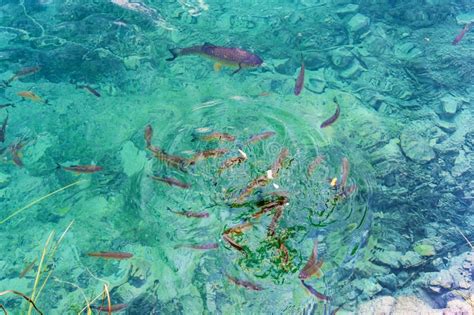 Croatiaa School Of Fish Swimming In The Clear Water Of The Plitvice
